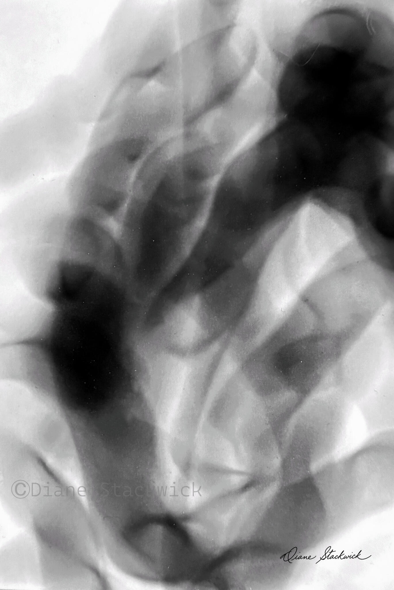 Black-and-white Spirit Image titled Sleeping Beauty by Diane Stackwick, featuring layered translucent forms and soft tonal patterns.